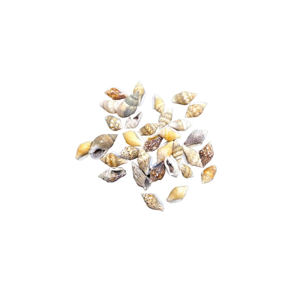 Deniz Kabuğu Orta Boy 25 gr