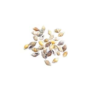 Deniz Kabuğu Orta Boy 25 gr